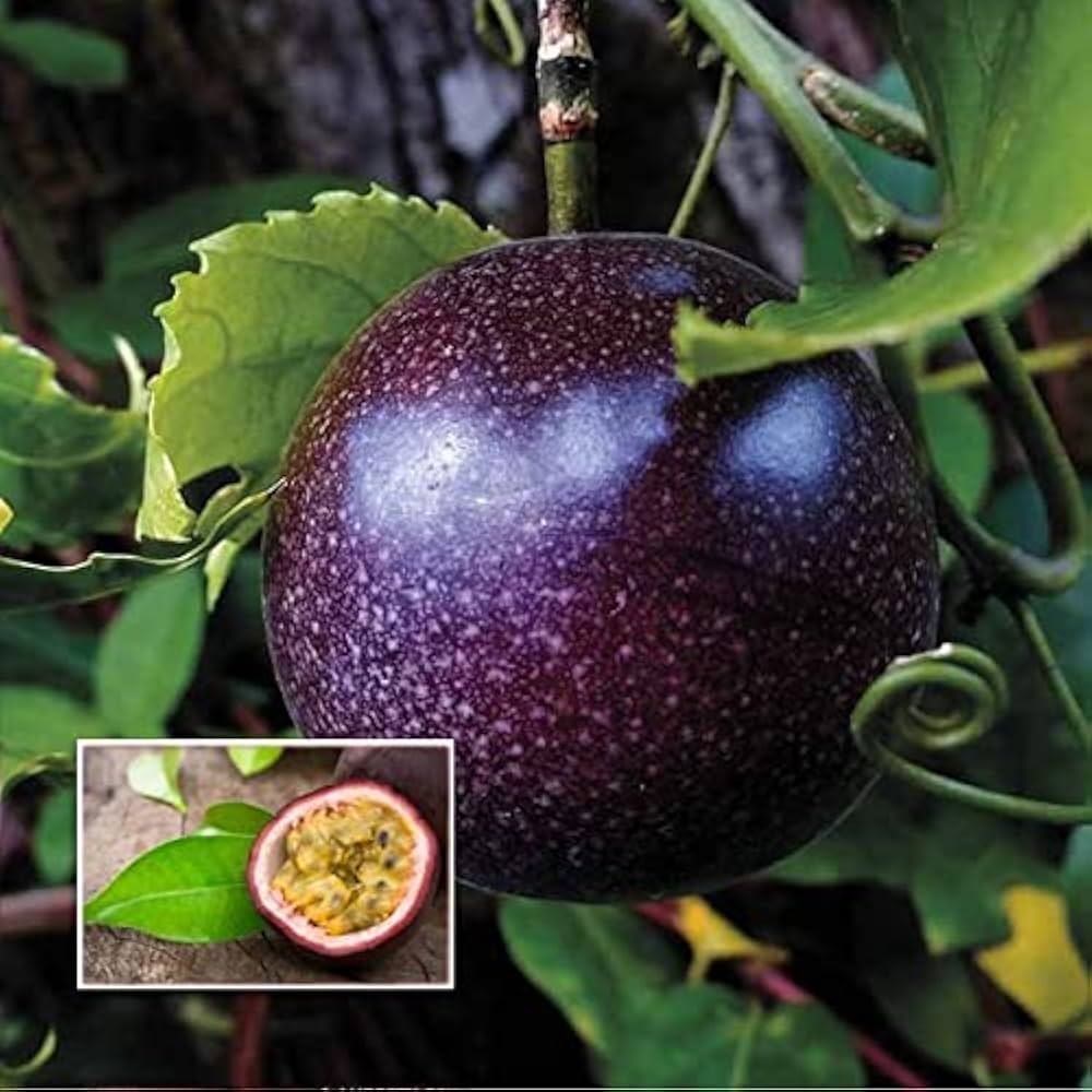 Black passion fruit Passiflora edulis seeds for exotic trellis garden